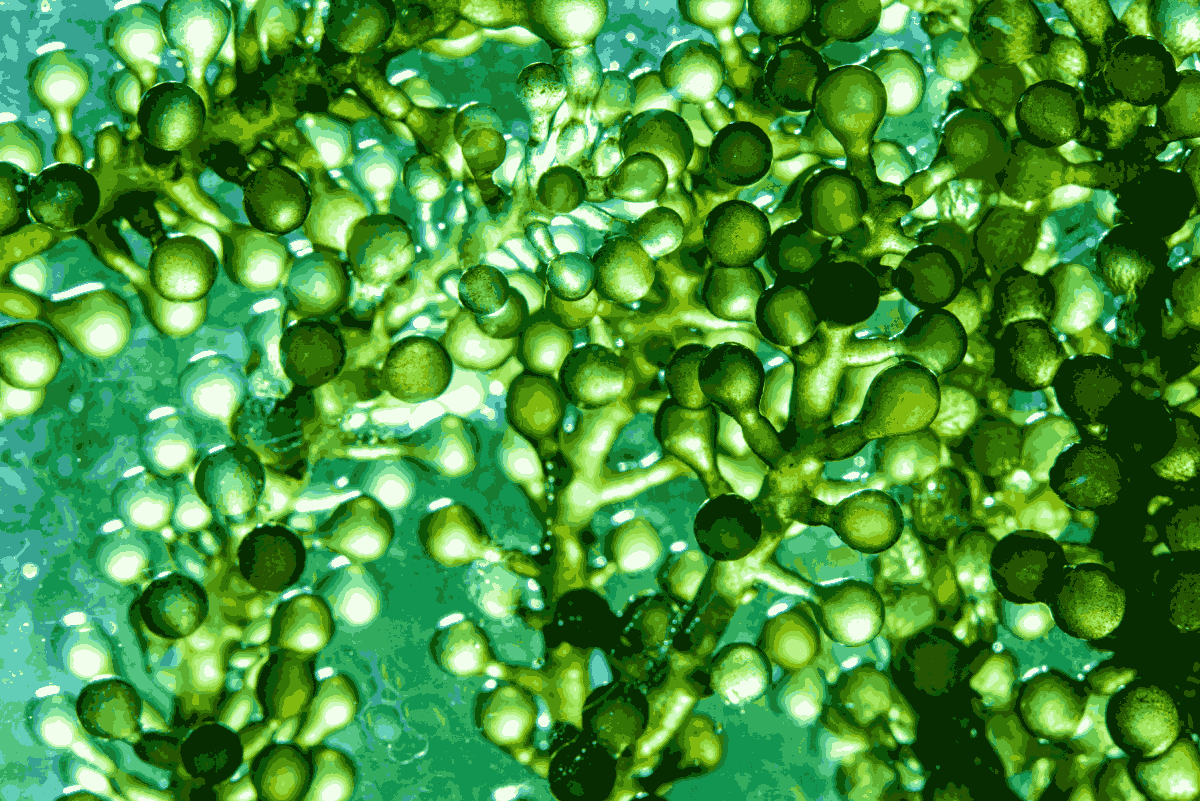 biodiesel
